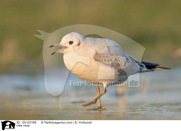 Lachmwe / mire crow / DV-02168