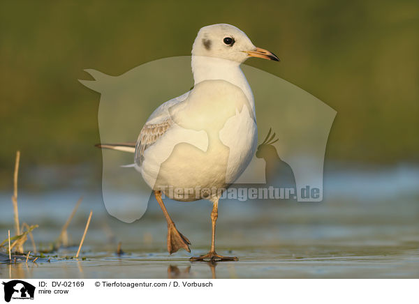 Lachmwe / mire crow / DV-02169
