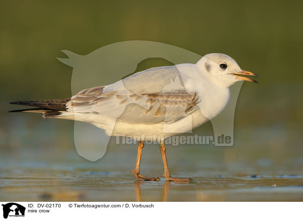 Lachmwe / mire crow / DV-02170