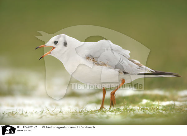 Lachmwe / mire crow / DV-02171