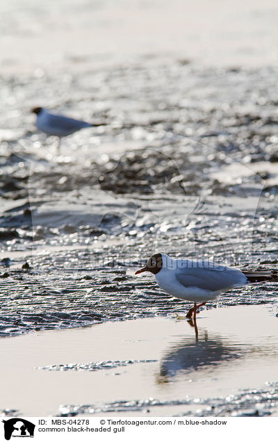Lachmwe / common black-headed gull / MBS-04278