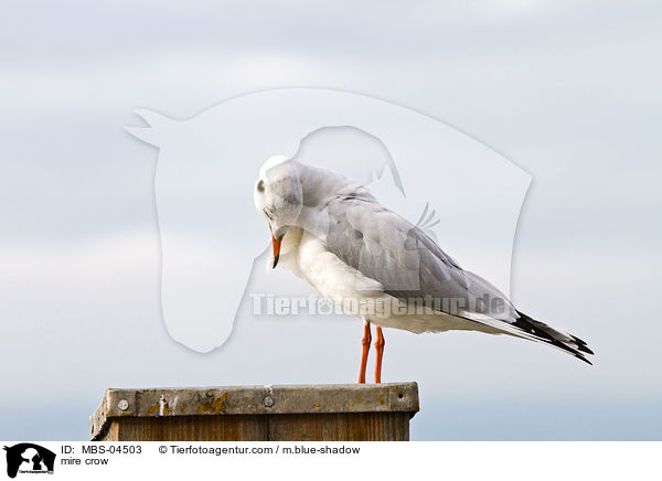 Lachmwe / mire crow / MBS-04503