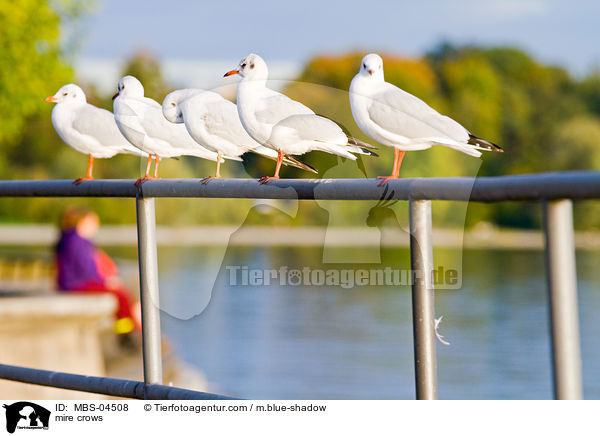 Lachmwen / mire crows / MBS-04508