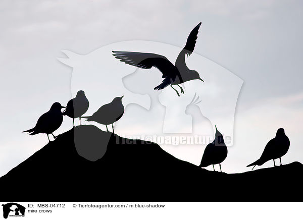 Lachmwen / mire crows / MBS-04712