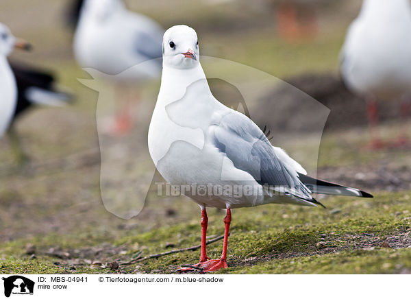 Lachmwe / mire crow / MBS-04941