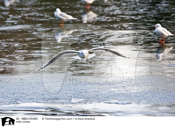 Lachmwen / mire crows / MBS-05089