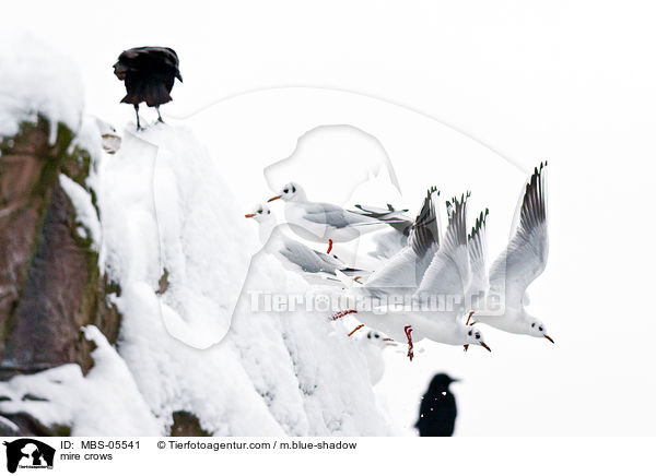 Lachmwen / mire crows / MBS-05541