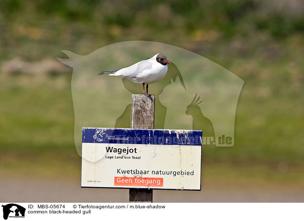 Lachmwe / common black-headed gull / MBS-05674