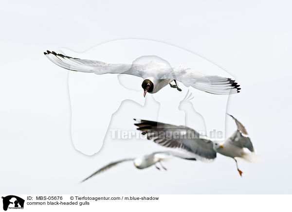 Lachmwen / common black-headed gulls / MBS-05676