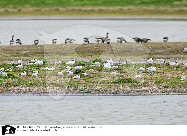 Lachmwen / common black-headed gulls / MBS-05679