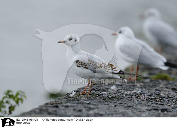 Lachmwen / mire crows / DMS-05108