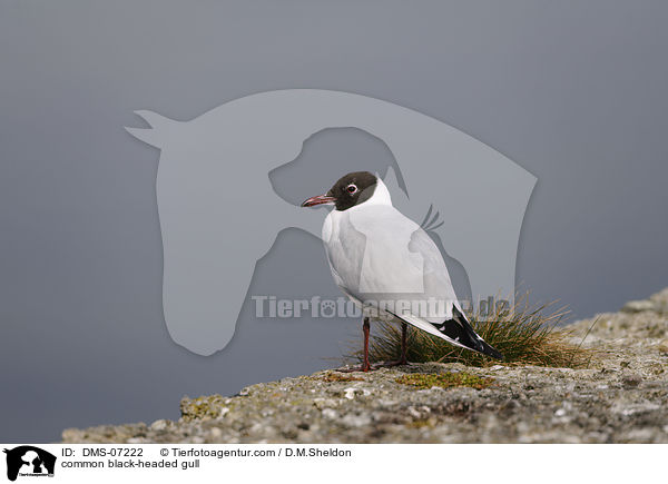 Lachmwe / common black-headed gull / DMS-07222