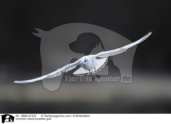 Lachmwe / common black-headed gull / DMS-07237