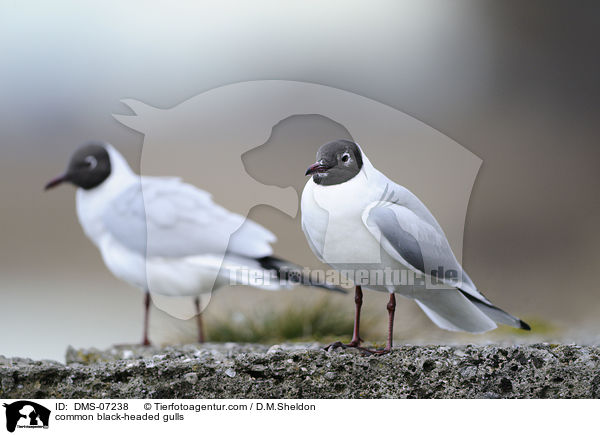 Lachmwen / common black-headed gulls / DMS-07238