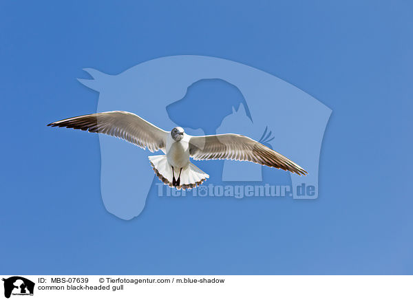 Lachmwe / common black-headed gull / MBS-07639