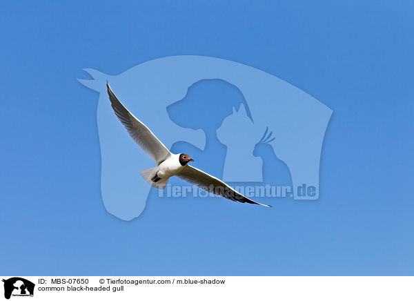 Lachmwe / common black-headed gull / MBS-07650