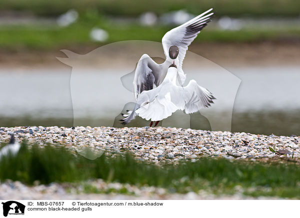 Lachmwen / common black-headed gulls / MBS-07657