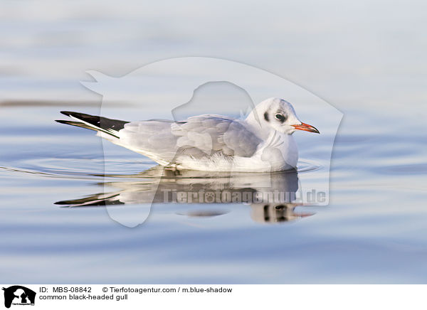 Lachmwe / common black-headed gull / MBS-08842