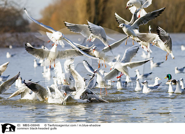 Lachmwen / common black-headed gulls / MBS-08846