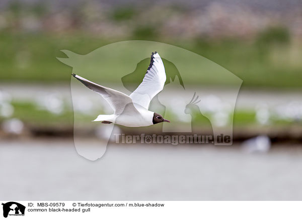 Lachmwe / common black-headed gull / MBS-09579