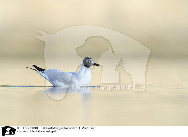 Lachmwe / common black-headed gull / DV-03030