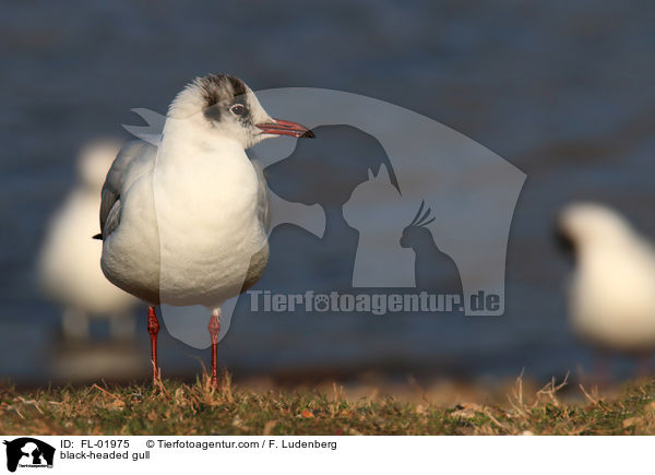 Lachmwe / black-headed gull / FL-01975