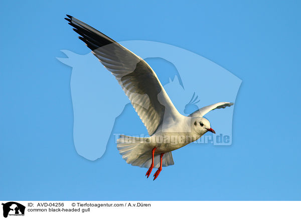 Lachmwe / common black-headed gull / AVD-04256