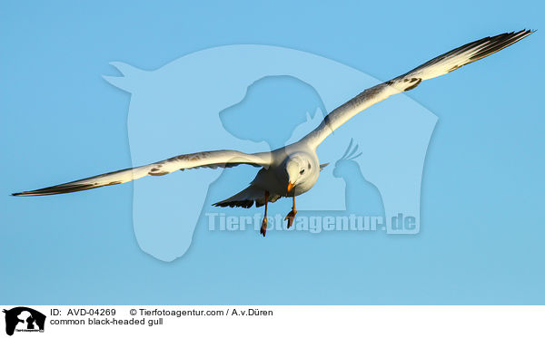 Lachmwe / common black-headed gull / AVD-04269