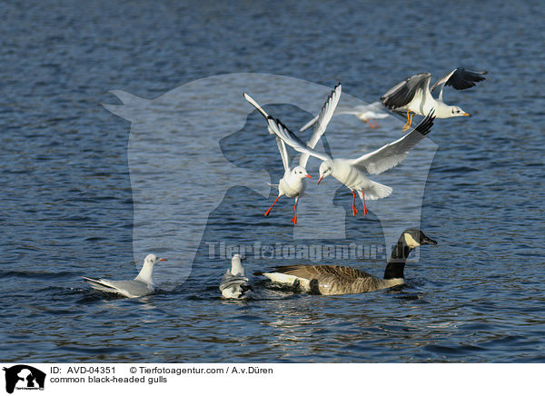 common black-headed gulls / AVD-04351