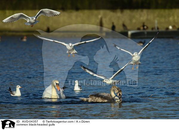 common black-headed gulls / AVD-04357