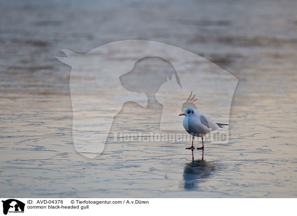 Lachmwe / common black-headed gull / AVD-04376