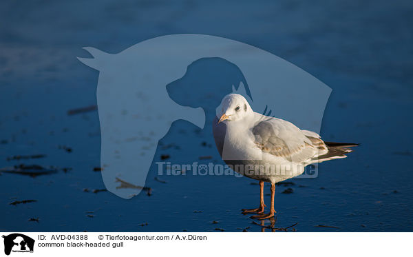 Lachmwe / common black-headed gull / AVD-04388