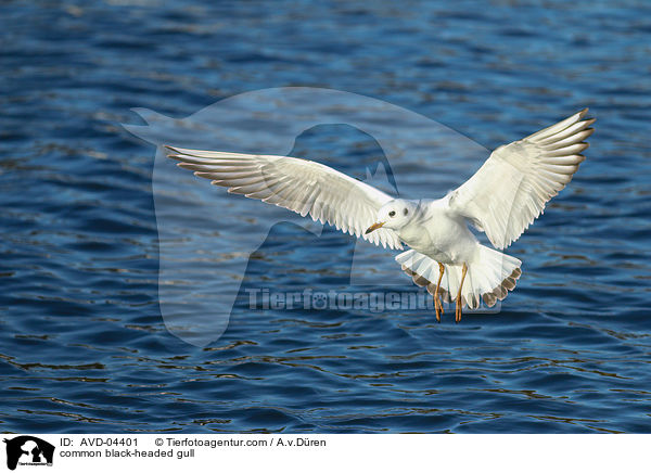 Lachmwe / common black-headed gull / AVD-04401