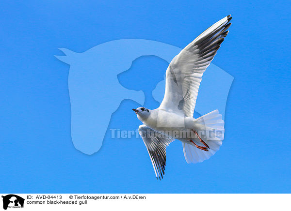 Lachmwe / common black-headed gull / AVD-04413