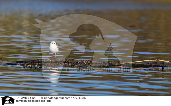 Lachmwe / common black-headed gull / AVD-04423
