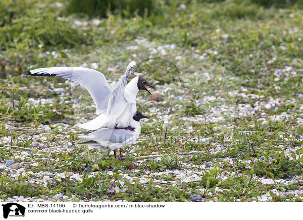 Lachmwen / common black-headed gulls / MBS-14166