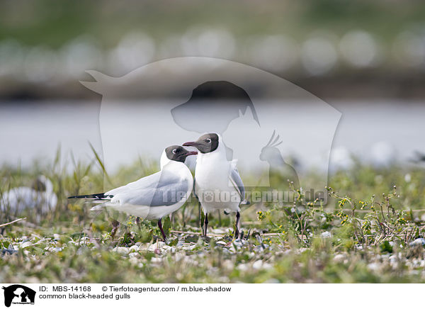Lachmwen / common black-headed gulls / MBS-14168