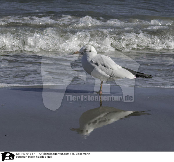 Lachmwe / common black-headed gull / HB-01847