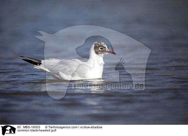 Lachmwe / common black-headed gull / MBS-16003