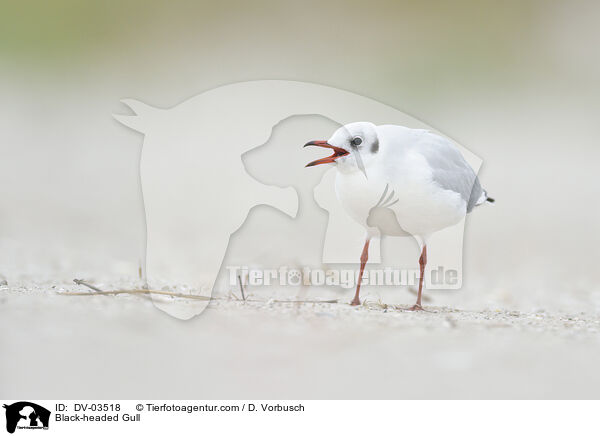 Lachmwe / Black-headed Gull / DV-03518