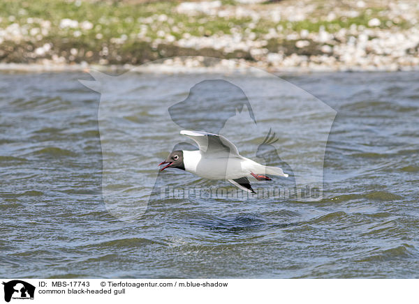 Lachmwe / common black-headed gull / MBS-17743