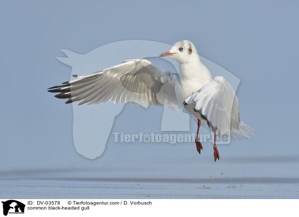 Lachmwe / common black-headed gull / DV-03578