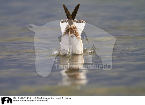 Lachmwe im Wasser / Black-headed Gull in the water / AXK-01415