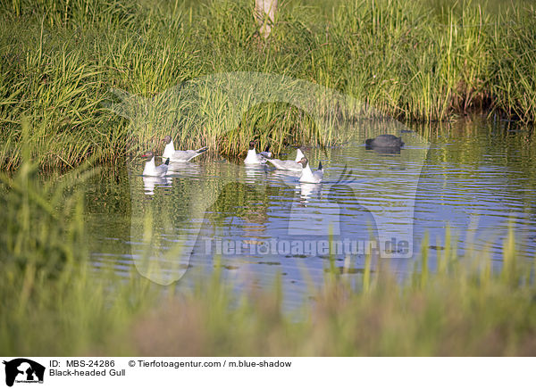Lachmwe / Black-headed Gull / MBS-24286