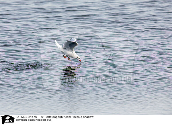 Lachmwe / common black-headed gull / MBS-24576