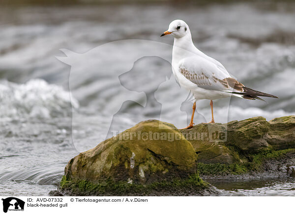 Lachmwe / black-headed gull / AVD-07332