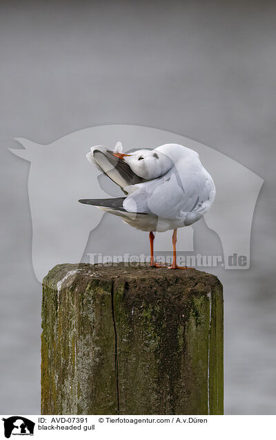 Lachmwe / black-headed gull / AVD-07391