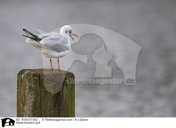Lachmwe / black-headed gull / AVD-07392