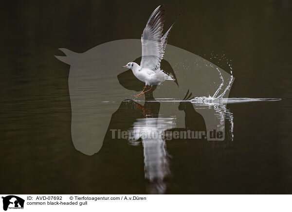 Lachmwe / common black-headed gull / AVD-07692