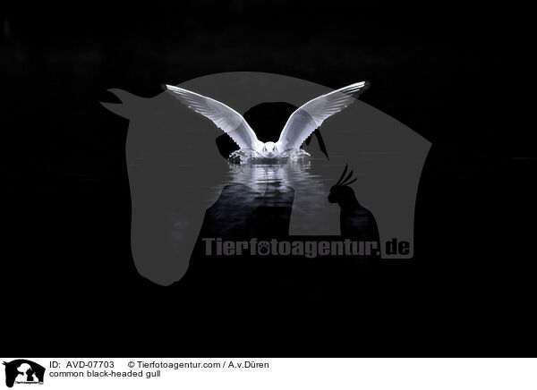 Lachmwe / common black-headed gull / AVD-07703